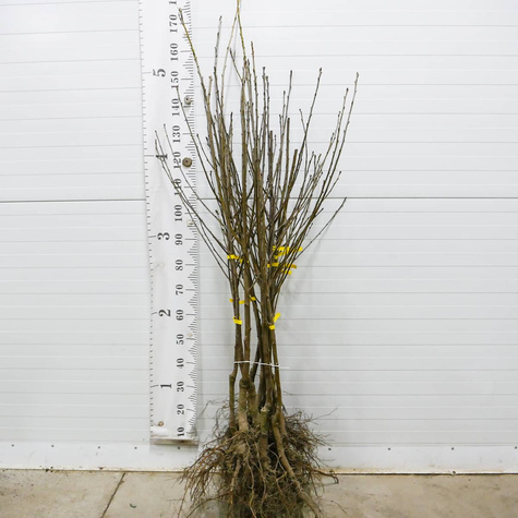 Traubige Sauerkirsche (Újfehértói Fürtös) - Wurzelnackte Pflanze