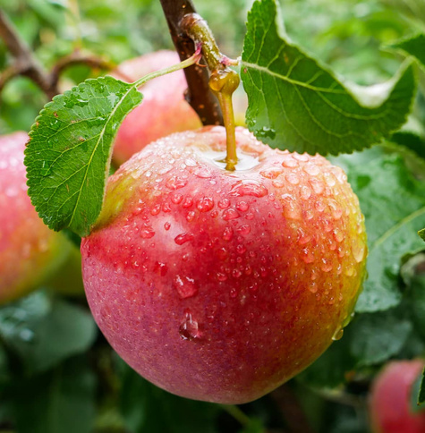 Apfelbaum ‘Geneva Early’ - Wurzelnackte Pflanze