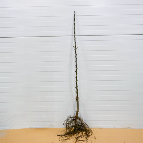 Apfelbaum Gala - Wurzelnackte Pflanze