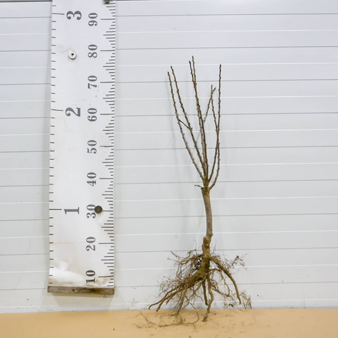 Mini-Zwergkirsche ‚Piemont’ - Wurzelnackte Pflanze