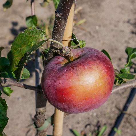 Apfelbaume Julka schorfresistent Obstbaum Apfel 80cm / 140cm