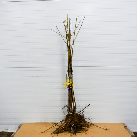 Süßkirsche Kordia - - Wurzelnackte Pflanze