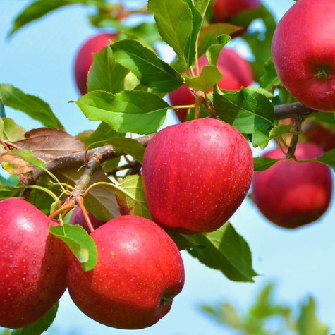 Apfelbaume Novamac schorfresistent Obstbaum Apfel 80cm / 140cm