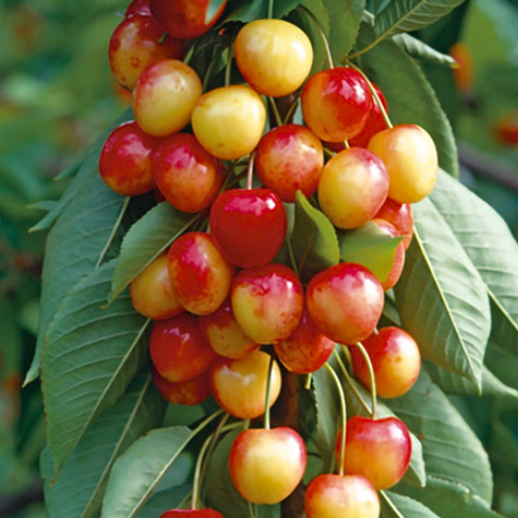 Kirschbaum Honig Obstbaum Kirsche 80cm / 140cm