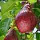 Birnenbaum Red Faworytka (Rote Clapp’s) - Wurzelnackte Pflanze