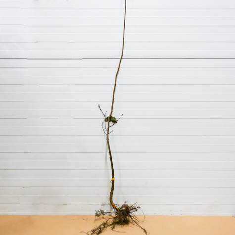 Haselnuss ‘Hallische Riesenhasel’ (Hall’s Giant) - Wurzelnackte Pflanze