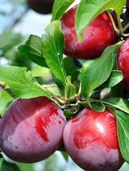 Pflaumennectarine Ozark Premier - Wurzelnackte Pflanze