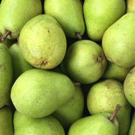 Birnbaum 'Lukasówka' - Wurzelnackte Pflanze