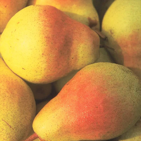 Birnenbaum Klapsa Faworytka - Wurzelnackte Pflanze