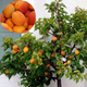 Aprikosenbaum mini Säulenobst Aprigold Obstbaum Aprikose 120 cm / 160 cm