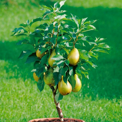 Birnenbaum Mini Zwerg Garden Pearl - Wurzelnackte Pflanze