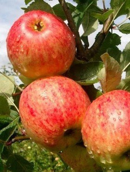 Apfelbaum James Greive - Wurzelnackte Pflanze