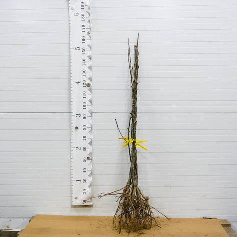 Asiatische Birne Kumoi - Wurzelnackte Pflanze