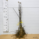 Säulen-Apfelbaum Maypole Ballerina - Wurzelnackte Pflanze