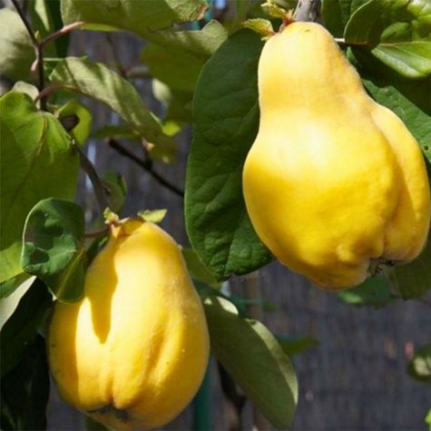 Birnenquitte Vranja Wrania Obstbaum Birnenquitte 80cm / 140cm