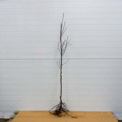 Japanischer Pflaumenbaum Angelo - Wurzelnackte Pflanze