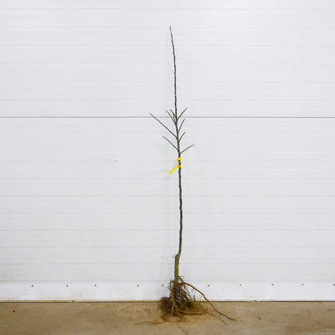 Apfelbaum ‘Roter Papierapfel’ - Wurzelnackte Pflanze