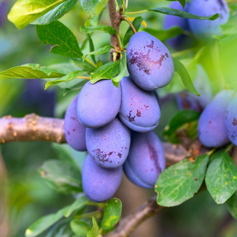 Pflaumenbaum typu Presenta Obstbaum Pflaume 80cm / 140cm