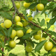 Pflaumenbaum Mirabelle von Nancy - Wurzelnackte Pflanze