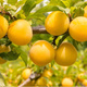Pflaumenbaum Japanisch gelb Afaska Obstbaum Pflaume 80cm / 140cm