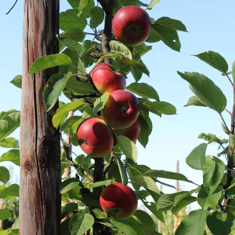 Apfelbaume Säulenobst Flamenco Obstbaum Apfel 120 cm / 160 cm
