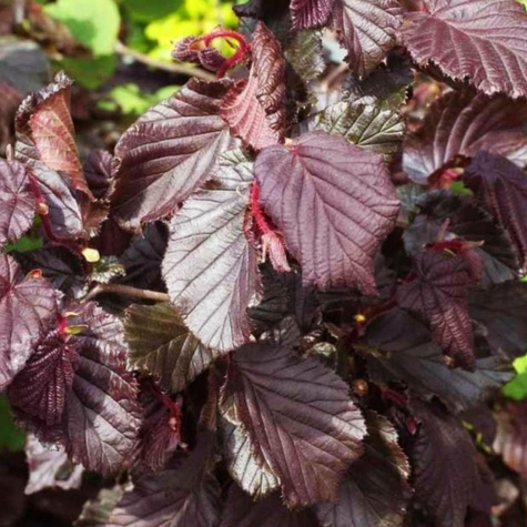 Haselnussbaum „Syrena“ (Rote Haselnuss) - Wurzelnackte Pflanze