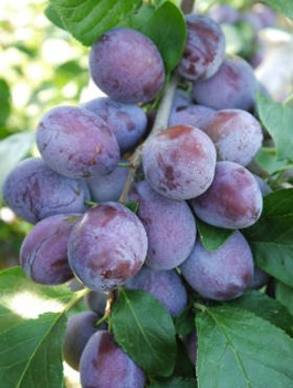 Pflaumenbaum Katinka - Wurzelnackte Pflanze