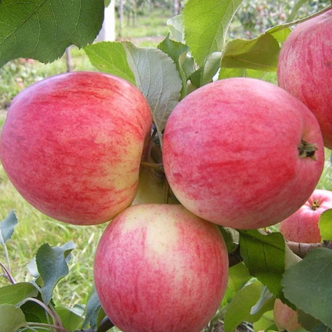 Apfelbaume Delikates Obstbaum Apfel 80cm / 140cm