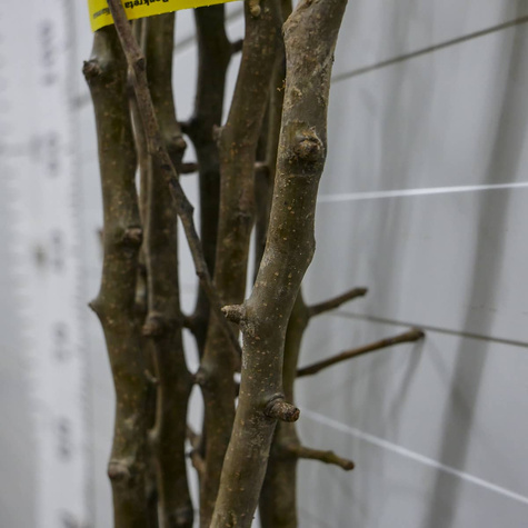 Asiatische Birne Nijisseiki (New Century) - Wurzelnackte Pflanze