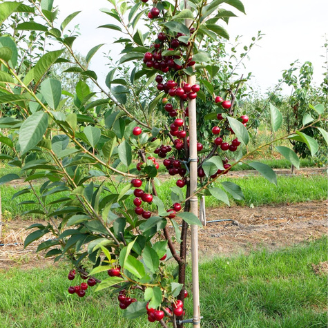 Sauerkirsche Nana - Wurzelnackte Pflanze