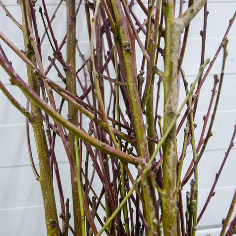 Nektarine Fantasia - Wurzelnackte Pflanze