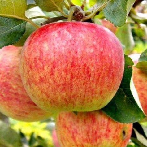 Apfelbaume Grafsztynek rot ideal für Apfelwein Obstbaum Apfel 80cm / 140cm