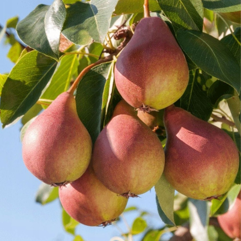 Birnenbaum Dicolor Obstbaum Birne 80cm / 140cm