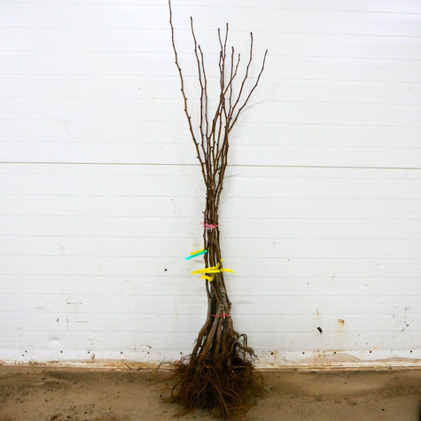 Birnbaum 'Lukasówka' - Wurzelnackte Pflanze