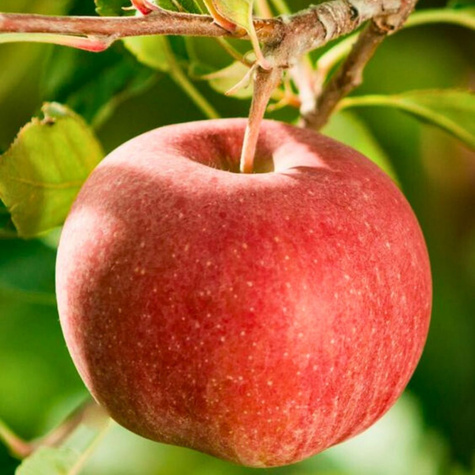 Apfelbaume Topaz schorfresistent Obstbaum Apfel 80cm / 140cm