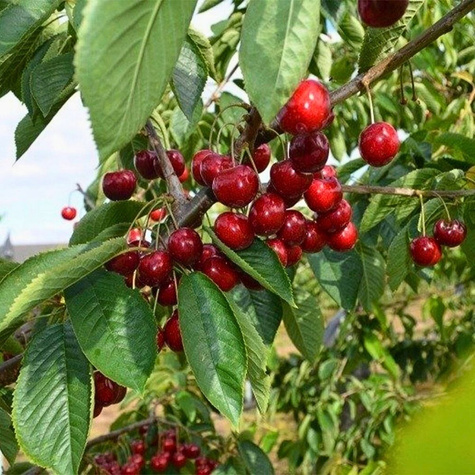 Säulenkirsche Christiana Obstbaum Süßkirschen 80cm / 140cm
