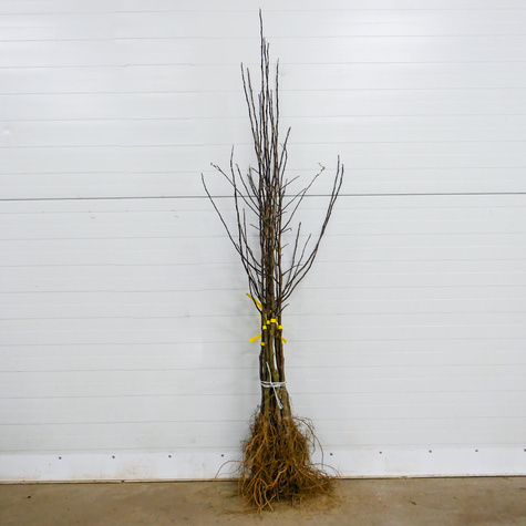 Apfelbaum ‘Roter Papierapfel’ - Wurzelnackte Pflanze