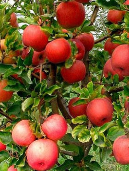 Apfelbaum Ligol - Wurzelnackte Pflanze