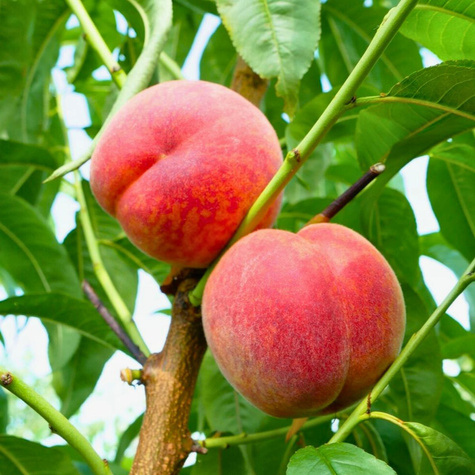 Pfirsichbaum Favorita Morettini Obstbaum Pfirsich 80cm / 140cm