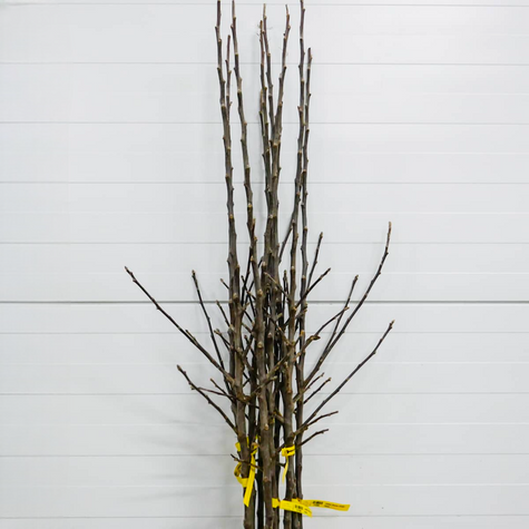 Apfelbaum Gala - Wurzelnackte Pflanze