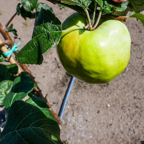 Apfelbaum Antonówka Weißer Rahmapfel Anderthalbpfünder - Wurzelnackte Pflanze