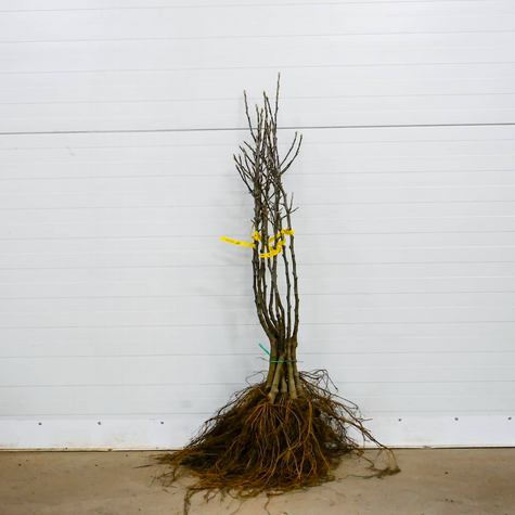 Apfelbaum Celesta - Wurzelnackte Pflanze