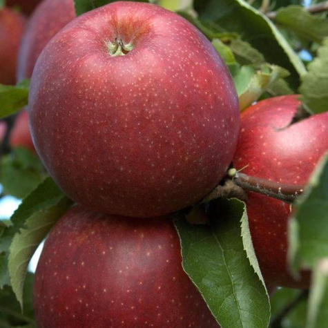 Apfelbaum Jonagored Supra - Wurzelnackte Pflanze