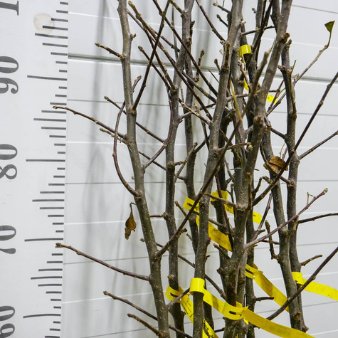 Apfelbaum Idared - Wurzelnackte Pflanze