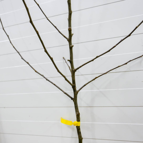 Apfelbaum Celesta - Wurzelnackte Pflanze