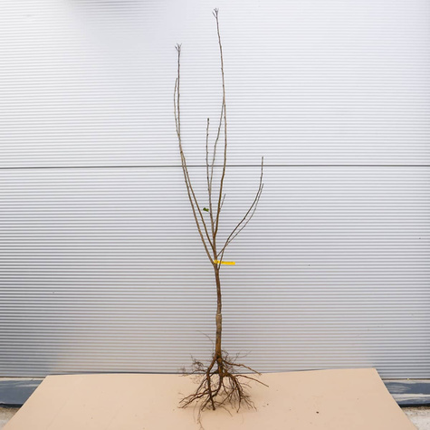 Sauerkirsche Łutówka - Wurzelnackte Pflanze