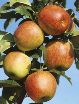 Apfelbaum Cox Orange - Wurzelnackte Pflanze