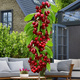 Säulenkirsche Säulenobst Queen Marry Obstbaum Süßkirschen 120 cm / 160 cm