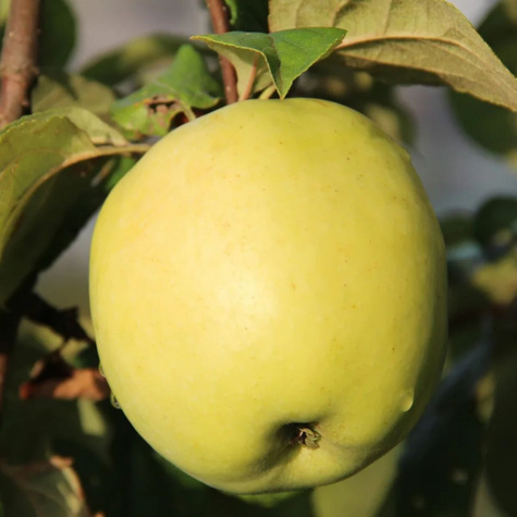 Apfelbaume Antonowka saftige Frucht Obstbaum Apfel 80cm / 140cm