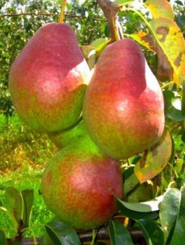 Birnenbaum Izolda - Wurzelnackte Pflanze